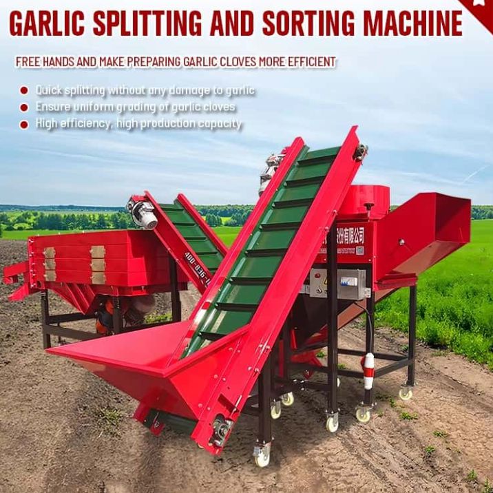 Praghas saor ilfheidhmeach go hiomlán uathoibríoch próiseála gairleoige trealamh plandaí a scoilteadh scoilteadh agus sórtáil garlic iomlán